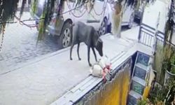 Kokina hırsızı sevimli köpek kameraya yakalandı