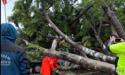 Yol kenarındaki ağaç, araçların üzerine devrildi