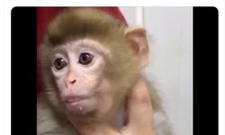 Denetimde ele geçirilen yavru makak maymunu koruma altına alındı