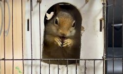 DKMP: İş yerinde tutulan sincaba el konuldu