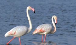 Göksu Deltası'nda göçmen kuş yoğunluğu