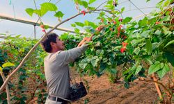 Mersin'de karadut, fiyatıyla yüz güldürdü