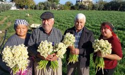 Nergisler erken açtı; boğumu 300 TL’ye satılıyor