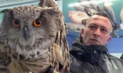 Erzincan’da soğuktan bitkin düşen baykuş vatandaşların duyarlılığıyla kurtarıldı