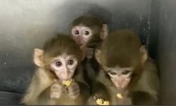 Bursa'da 3 makak maymunu koruma altına alındı