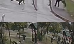 Kurt köpeklerinin saldırı anı kamerada