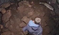 Mardin'de kuyuya düşen tilkiyi gençler kurtardı