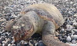 Telef olan caretta caretta halk plajına vurdu
