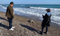 Erdemli sahilinde 2 günde 2 caretta caretta telef oldu