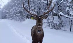 Karların arasında süzülen kızıl geyik havadan görüntülendi