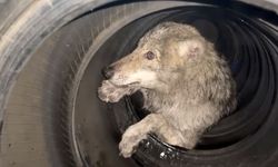 Kışı geçiremeyen kurt lastikçiye sığındı!