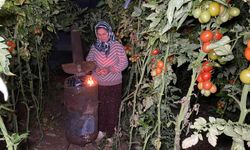 Mersin'de termometreler eksiyi gördü, zirai don nöbeti başladı