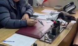 Trabzon'da belediye başkanının gülümseten karga diyaloğu