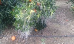 Adana'da portakal ağaçları buz tuttu