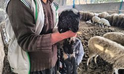 Çift başlı ve 4 gözlü doğan kuzu herkesi şaşkına çevirdi!