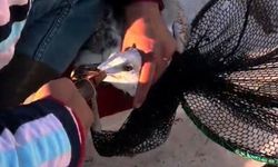 Gagasına iğne batıp, misinaya dolanan martı kurtarıldı