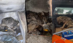 Kar nedeniyle aç kalan kurt, köpek barınağına sığındı