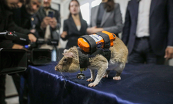 Sırt çantalı 'Kahraman fareler' enkaz altında nefes arayacak