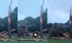 Antalya’da Doğa Felaketi: Yıldırım düşen ağacın son hali şoke etti