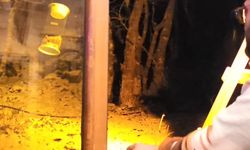 Kartepe’de yiyecek arayan tilkiyi, eliyle besledi