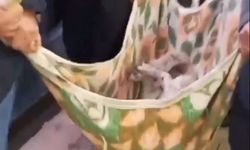 'Matmazel'in darbedilerek öldürüldüğü iddiasına soruşturma