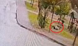 Sahipsiz 2 kurt köpeği, tasmayla gezdirilen evcil köpek ile sahibine saldırdı