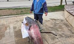 Dev yayın balığı imece usulü yakalandı