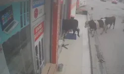 Batman'da sahibinden kaçan ineklerin bir iş yerine girmesi kamerada