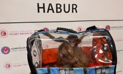 Ticaret Bakanlığı 85 binden fazla canlı hayvan ele geçirdi