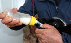 Annesi ölen 20 günlük kuzuyu evinde biberonla besliyor