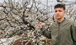 Türkiye karla kaplıyken Silifke’de erik ağaçları çiçek açtı