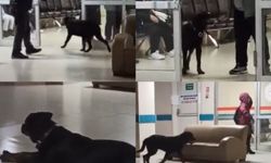 Hastane koridorlarında dolaşan köpek tedirgin etti