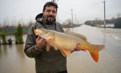 Çiftçiler şaşkın! Tarlalardan canlı balık topladılar