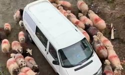 Trabzon’da ilginç görüntüler