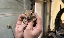 Ormanda bulduğu sincap en yakın dostu oldu