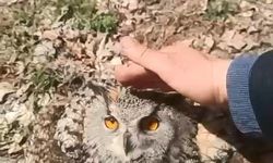 Doğada bulduğu puhu kuşunu ‘fıstık’ diyerek sevdi