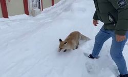 Bingöl'de aç kalan kızıl tilki şehir merkezine indi