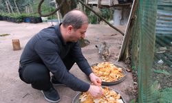 Babadan kalan 'anlamlı miras'; lokantada artan yiyecekleri sokak kedilerine götürüyor