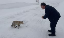 Belediye başkanı karlı yolda aç kalan tilkiyi eliyle besledi
