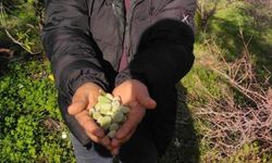 Kara kışta badem sürprizi