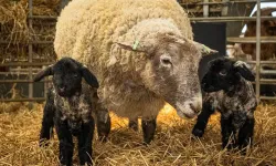 Dünya'nın en yalnız koyunu artık yalnız değil!