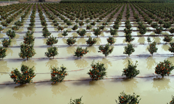 'Tarım arazileri su altında kalan Adana'da hasatlar 45 gün gecikecek'