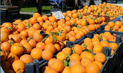 FIRTINA TARIM ARAZİLERİNİ VURDU, ZAM PAZARA YANSIDI!