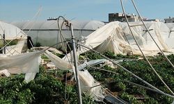 Mersin'de yaşanan fırtına ekili alanlara zarar verdi