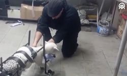 Doğuştan engelli kuzu "Pamuk", hayvanseverin tasarladığı yürüteçle ayağa kalktı