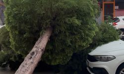 Mersin’de kaldırımdaki ağaç, park halindeki aracın üstüne devrildi