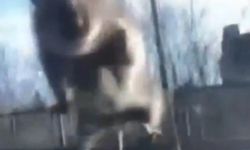 Sürücü polis çevirmesine girince fare kaçtı