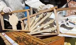 Bu seçimde kazananı 'arılar' belirleyecek