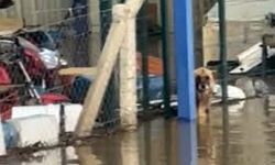 Sel suları arasında mahsur kalan köpekler kurtarıldı