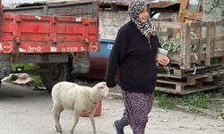 Kuzu 'Çorap', yanından ayrılmadığı sahibi ile pide sırasına giriyor